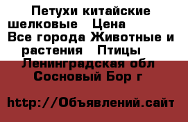 Петухи китайские шелковые › Цена ­ 1 000 - Все города Животные и растения » Птицы   . Ленинградская обл.,Сосновый Бор г.